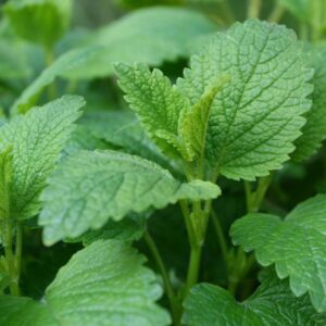 Melisa vaistinė ‘Lemon Balm Fit’