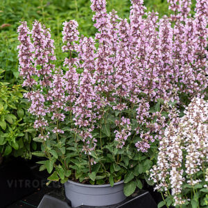 Katžolė sibirinė ‘Serene Wild Orchid’