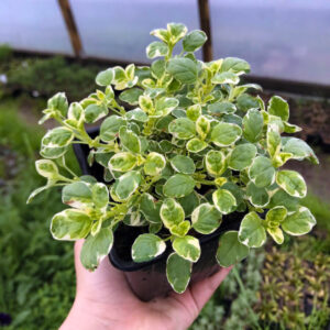 Raudonėlis paprastasis 'Panta'