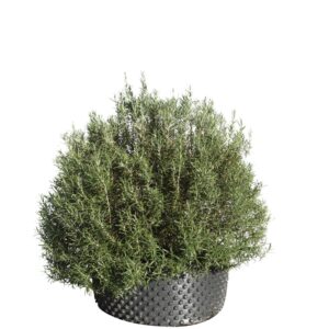 Rozmarinas 'Riviera Compact'