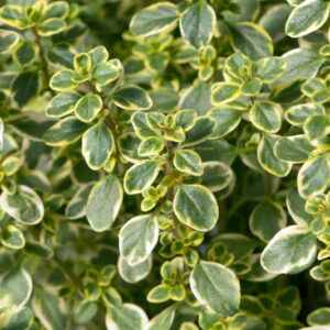 Čiobrelis citrininis ‘Lemonade Cascata’