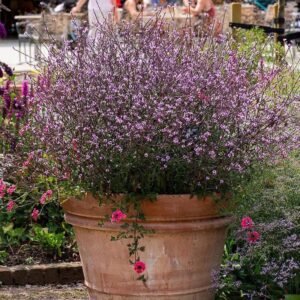 Verbena  ‘Bampton’