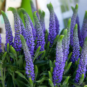 Veronika 'Lancita Blue'
