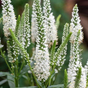 Veronika 'Lancita White'