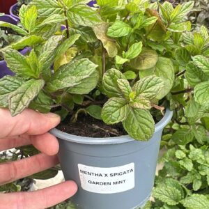 Šaltmėtė 'Garden mint'