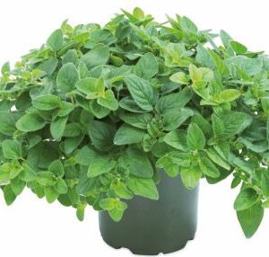 Raudonėlis paprastasis 'Margaritha'