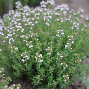 Čiobrelis vaistinis 'Faustini'