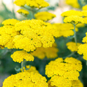 Kraujažolė paprastoji ‘Moonshine’