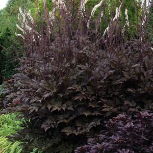 Blakėžudė paprastoji  'Hillside Black Beauty'