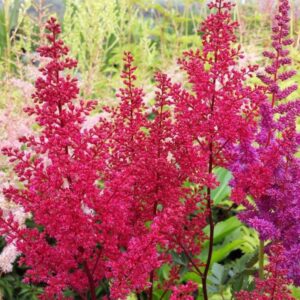 Astilbė 'Vision Red'