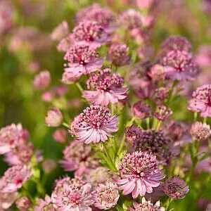 Astrancija 'Pink Button'