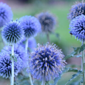 Bandrenis ‘Big Blue’