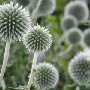 Bandrenis ‘Star Frost’