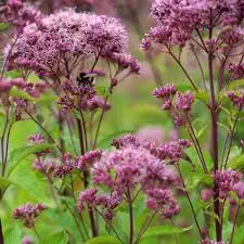 Kemeras ‘Atropurpureum’