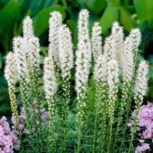 Liatris 'Alba'