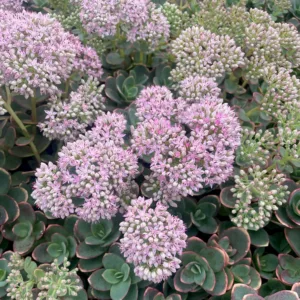 Šilokas 'Lime Zinger'