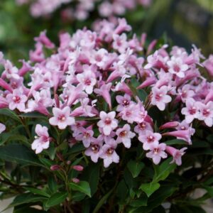 Veigelė gražiažiedė 'Pink Poppe'