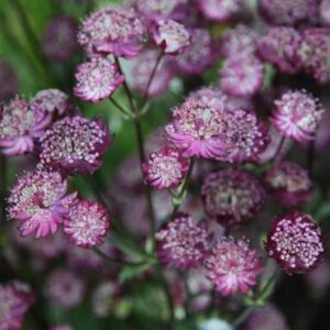 Astrancija didžioji  'Moulin Rouge'
