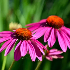 Ežiuolė ‘Cerise Pink Compact’