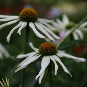 Ežiuolė‘Garden White Octopus’