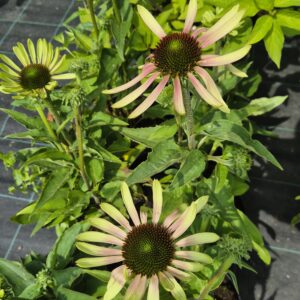 Ežiuolė ‘Green Twister’