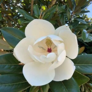 Magnolija didžiažiedė