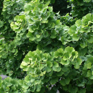 Ginkmedis dviskiautis 'Simon'