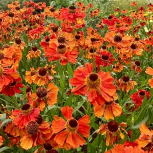 Saulainė ‘Moerheim Beauty’