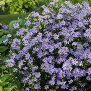 Kalimeris 'Blue star'