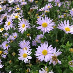 Kalimeris 'Madiva'