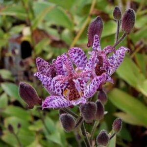 Kreivuonis (Tricyrtis) 'Purple Beauty'