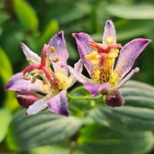 Kreivuonis (Tricyrtis) 'Taiwan Adbane'