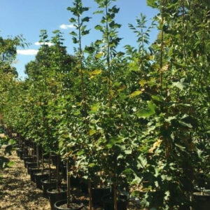 Klevas paprastasis 'Columnare'