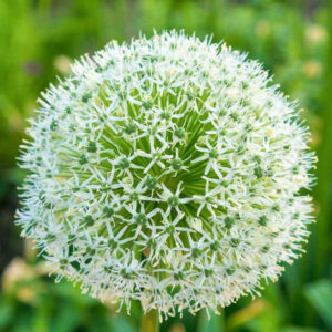 Česnakas dekoratyvinis 'White Giant' (svog.) 20/22