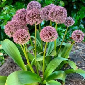 Česnakas dekoratyvinis 'Lucky Balloons' (svog.) 16/18