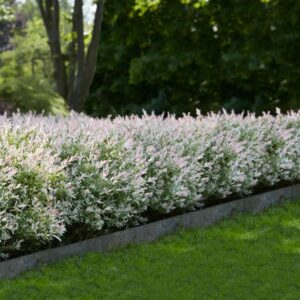 Gluosnis sveikalapis ‘Hakuro-Nishiki’