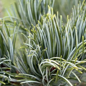 Pušis smulkiažiedė 'Blue Giant'