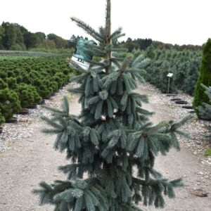 Eglė Engelmano ‘Glauca’