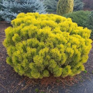 Pušis kalninė ‘Carsten’s Wintergold’