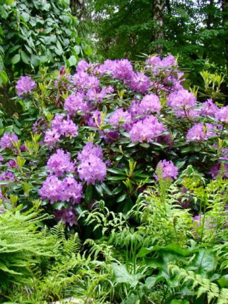 Rhododendron ‘Catawbiense Boursault’tado ukis