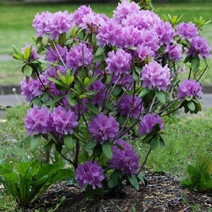 Rododendras amerikinis ‘Catawbiense Boursault’