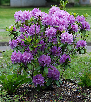 Rhododendron ‘Catawbiense Boursault’tadoukis