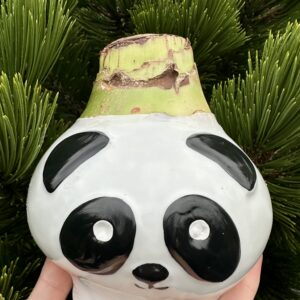 Amarilis 'Souvereign' - PANDA (svog. dydis 34/36) - vašku glazūruotas